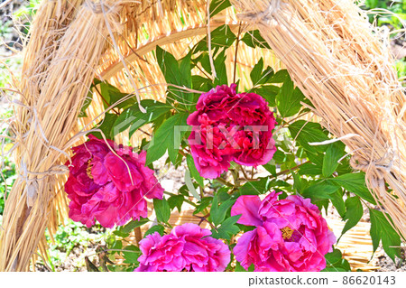 A large dark pink peony flower that blooms in a straw fence A large dark pink peony flower that blooms in a straw fence 86620143
