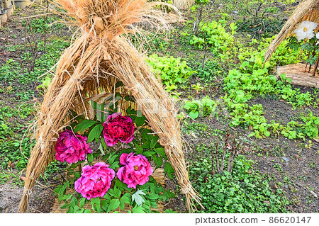 A large dark pink peony flower that blooms in a straw fence 86620147