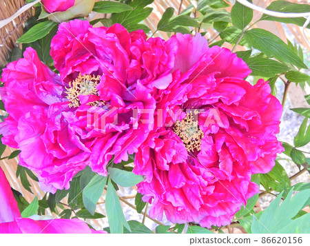 A bright large button flower that blooms in a straw fence A bright large button flower that blooms in a straw fence 86620156