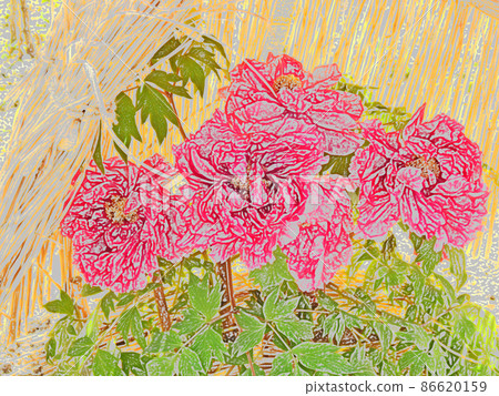 Winter tradition A large peony flower coloring book that blooms in a straw enclosure Winter tradition A large peony flower coloring book that blooms in a straw enclosure 86620159