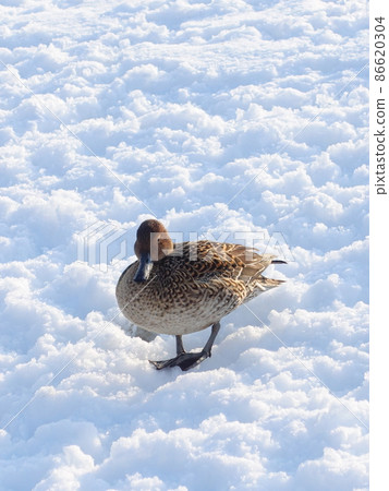 Winter bird migratory bird duck Winter bird migratory bird duck 86620304