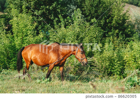 pregnant horse in a green field eating grass pregnant horse in a green field eating grass 86620305