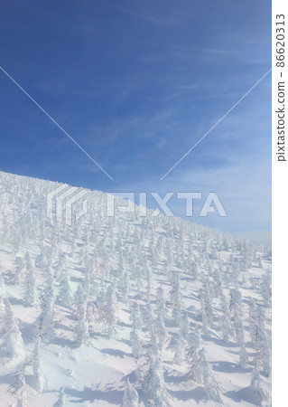 樹上的霧凇，白霜，棗 86620313