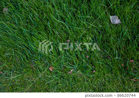 green grass texture of the golf course for background. High quality photo green grass texture of the golf course for background. High quality photo 86620744