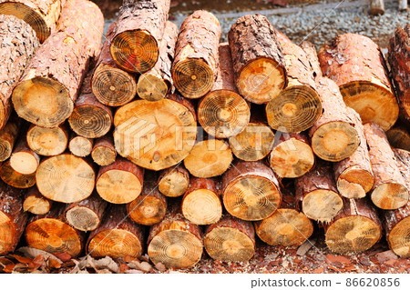 Logs that have been cut, stacked and dried Logs that have been cut, stacked and dried 86620856