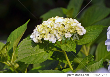 在千葉縣佐倉市佐倉城跡公園拍攝的繡球花 86621233