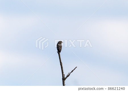 Wild birds staying in trees 86621240