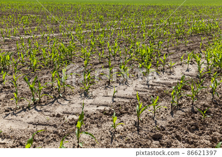 green young corn on an agricultural field in the spring season 86621397