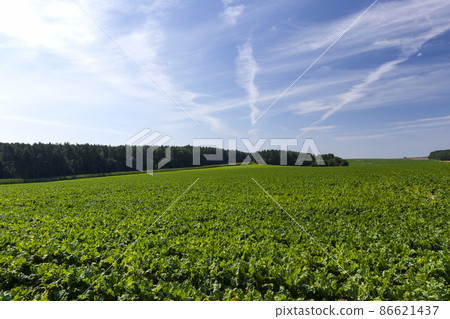 agricultural field with green beet tops 86621437