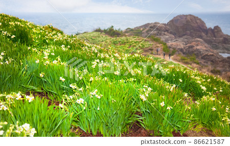 It is the scenery of Karaoto Suisen Park and Karaoto Suisen Park. It is a park on the hillside facing the Sea of Japan. Shimane Prefecture 86621587