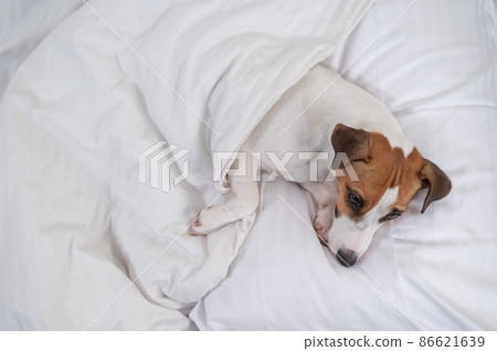 Jack Russell Terrier dog lies in bed under the covers. The pet sleeps in the bedroom. Jack Russell Terrier dog lies in bed under the covers. The pet sleeps in the bedroom. 86621639