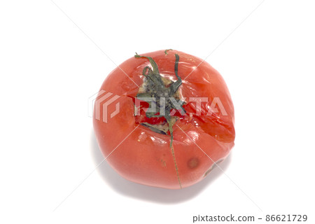 Half-rotten tomatoes with mold growing in the refrigerator on a white background Half-rotten tomatoes with mold growing in the refrigerator on a white background 86621729