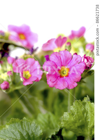 報春花Maracoides花 報春花Maracoides花 86621738