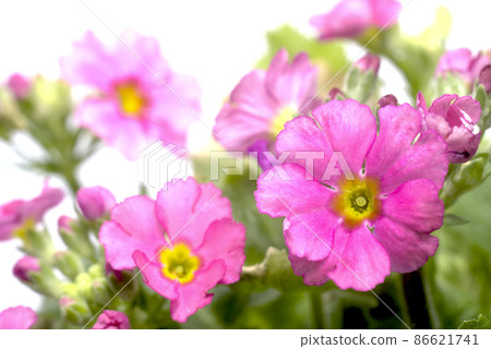 報春花Maracoides花 報春花Maracoides花 86621741