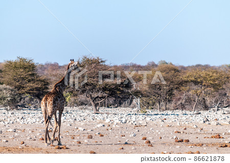 Giraffes in Etosha National Park Giraffes in Etosha National Park 86621878