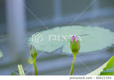 Lotus flower and dragonfly Lotus flower and dragonfly 86622169