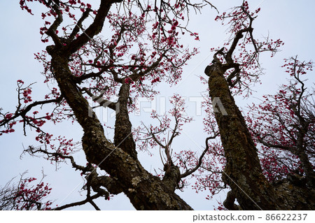 Akebonoyama Winter Cold Plum 86622237