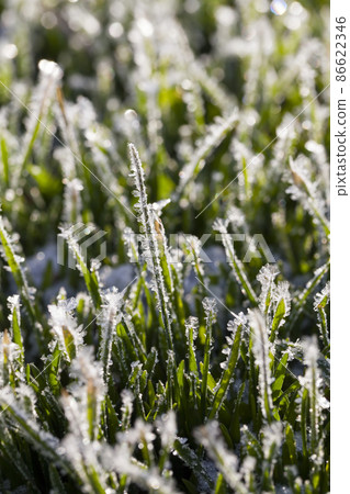 grass covered with ice and frost in the winter season grass covered with ice and frost in the winter season 86622346