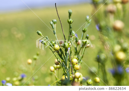an agricultural field where flax is grown 86622634