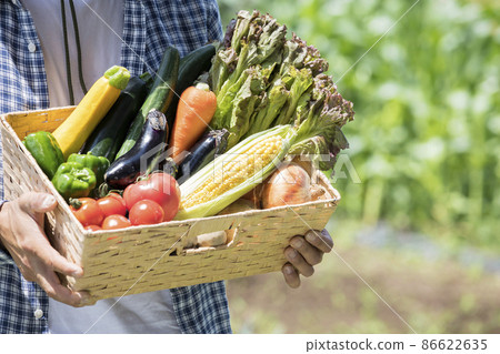 男子收割蔬菜 86622635