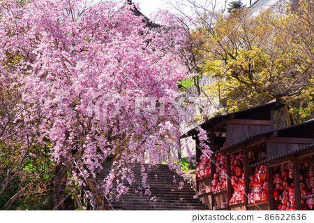 Cherry blossoms in full bloom at Katsuo-ji Temple and winning daruma dolls to see the cherry blossoms 86622636