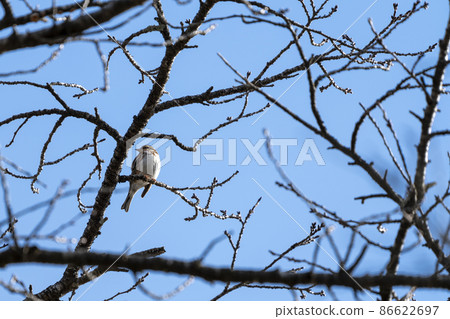 Lark perched on a branch, Kakuda City, Miyagi Prefecture 86622697
