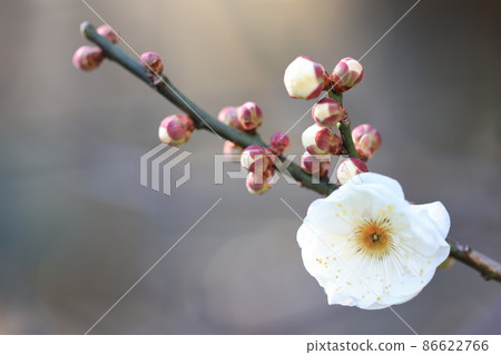 Plum (Yae brown blue) 86622766