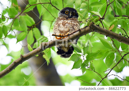 A boobook chick that has just left the nest, an owl in a castle ruin park in Sakura City, Chiba Prefecture. A boobook chick that has just left the nest, an owl in a castle ruin park in Sakura City, Chiba Prefecture. 86622773