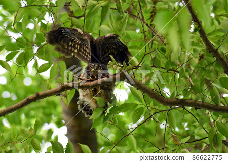 An owl in a castle ruin park in Sakura City, Chiba Prefecture, a boobook chick that has just left the nest in an angel pose. An owl in a castle ruin park in Sakura City, Chiba Prefecture, a boobook chick that has just left the nest in an angel pose. 86622775