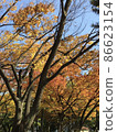 製作秋葉的樹木 86623154