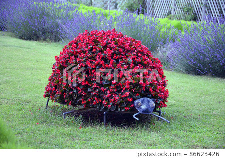 在千葉縣千葉市稻毛海濱公園拍攝的海棠昆蟲實物 86623426