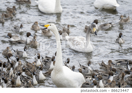 Tundra swan approaching for food, Ogawara Town, Miyagi Prefecture 86623447