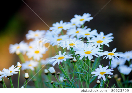 Daisies in the garden with soft focus in the background Daisies in the garden with soft focus in the background 86623709