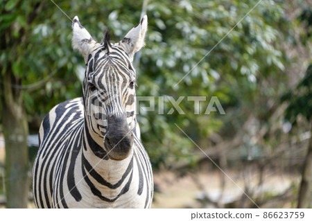 Scenery of the zoo Zebra, Sendai City, Miyagi Prefecture Scenery of the zoo Zebra, Sendai City, Miyagi Prefecture 86623759