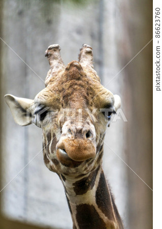 Zoo scenery Amime Kirin Sendai City, Miyagi Prefecture 86623760