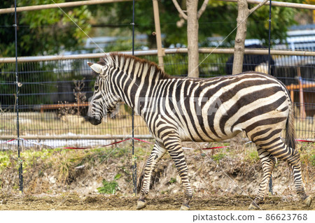 Scenery of the zoo Zebra, Sendai City, Miyagi Prefecture 86623768