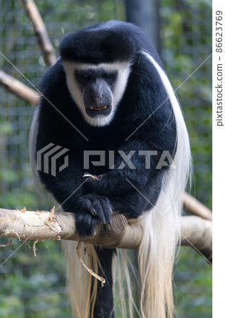 宮城縣仙台市動物園風景阿比西尼亞鸚鵡 86623769