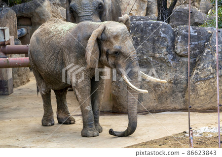 動物園風景非洲象宮城縣仙台市 動物園風景非洲象宮城縣仙台市 86623843