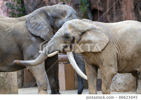 動物園風景非洲象宮城縣仙台市 86623845