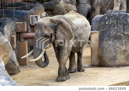 動物園風景非洲象宮城縣仙台市 86623849