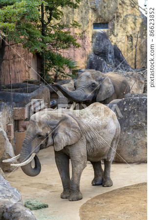 動物園風景非洲象宮城縣仙台市 86623852