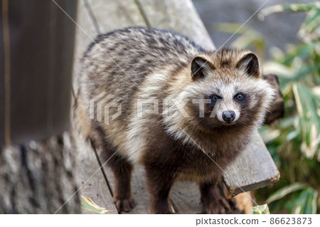 宮城縣仙台市狸貓動物園風景 宮城縣仙台市狸貓動物園風景 86623873