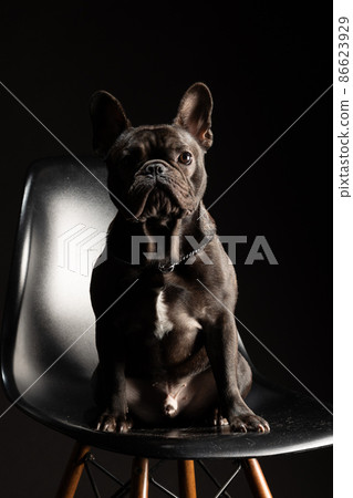 法國鬥牛犬 法國鬥牛犬 86623929