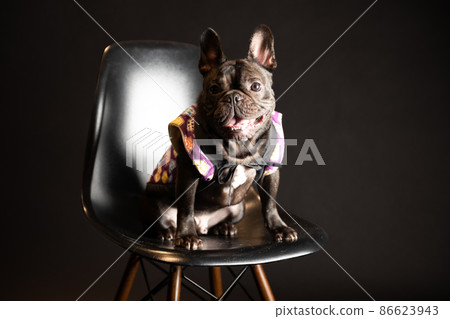 French bulldog 86623943