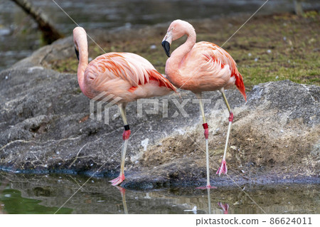 動物園風景火烈鳥宮城縣仙台市 86624011