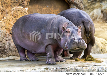 宮城縣仙台市河馬動物園的風景 86624224