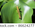 Locusts perching on leaves 86624277