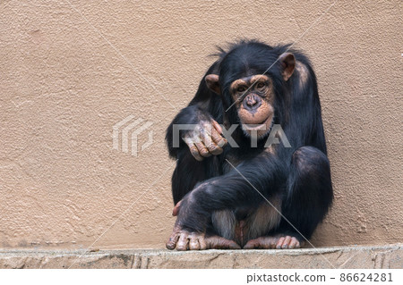 Zoo scenery Chimpanzee Sendai City, Miyagi Prefecture 86624281