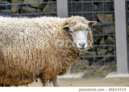 Scenery of the zoo Sheep, Sendai City, Miyagi Prefecture Scenery of the zoo Sheep, Sendai City, Miyagi Prefecture 86624310