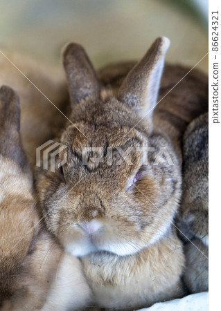 動物園風景兔宮城縣仙台市 動物園風景兔宮城縣仙台市 86624321